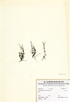 藏品(小二仙草)的圖片